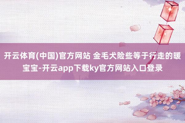 开云体育(中国)官方网站 金毛犬险些等于行走的暖宝宝-开云app下载ky官方网站入口登录